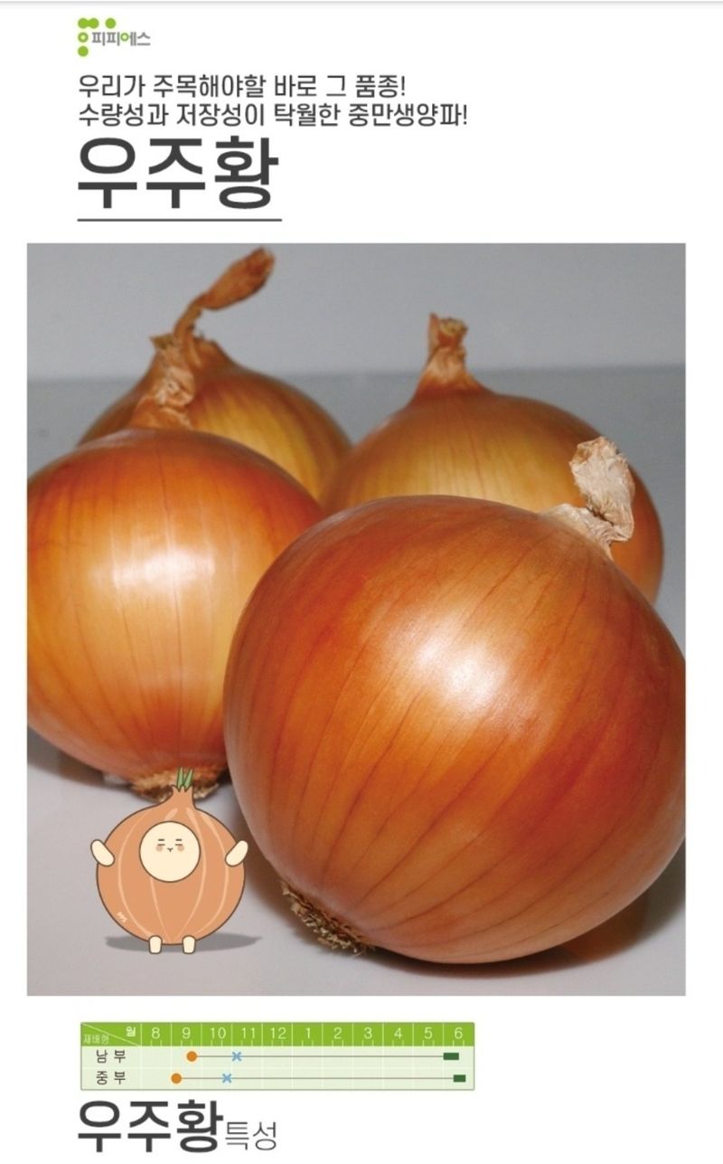 대산농사대장님의 장터 판매 상품 [중만생 양파모종 200구  저장성우수 ] 첨부 사진