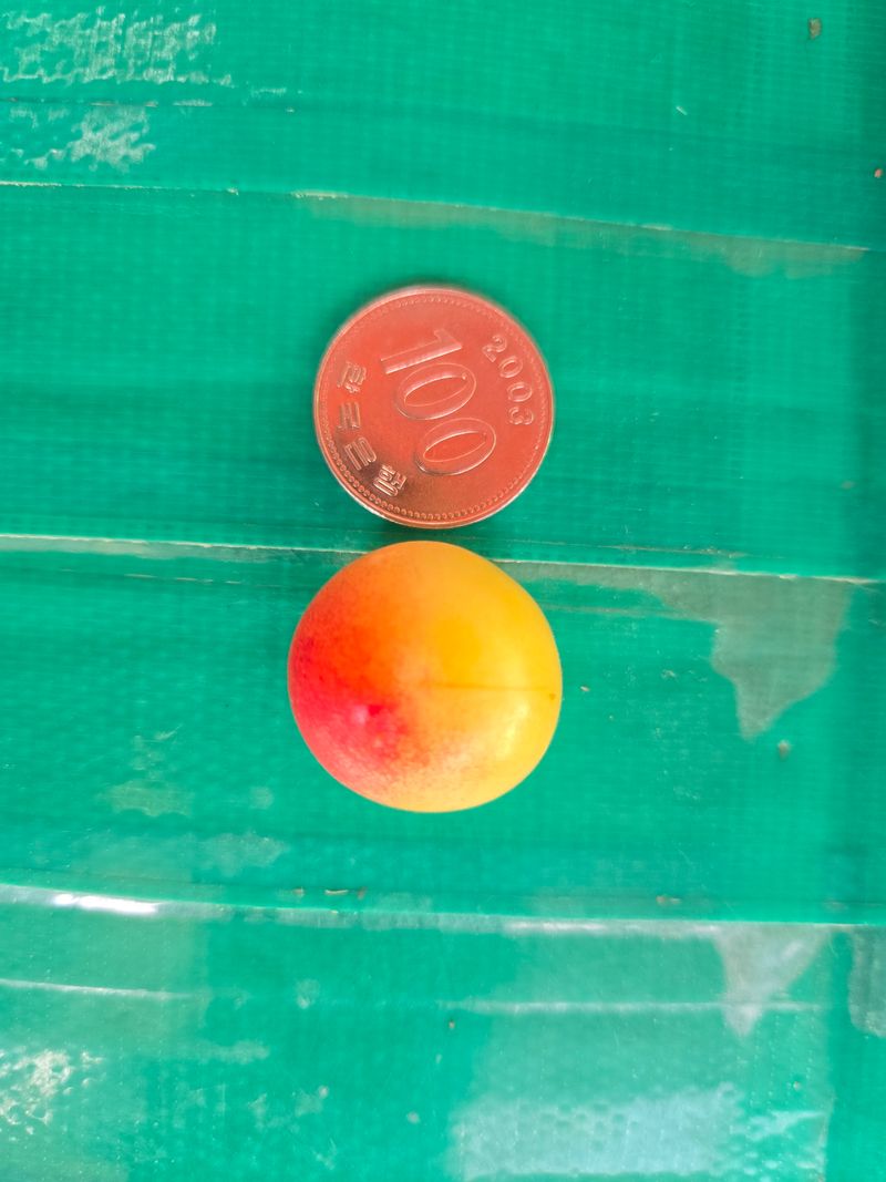 일심묘목농원님의 장터 판매 상품 [왕앵두 3년생 결실주 분묘] 첨부 사진