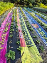 팜모닝 자유주제·자유게시판 게시글 이미지