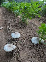 팜모닝 자유주제·자유게시판 게시글 이미지