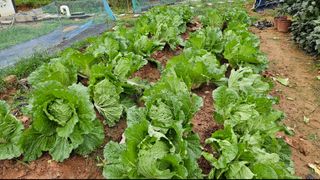 김홍환님의 배추 · 자연재해•동물피해 작성글 사진