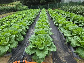 ydm5962꿈농님의 자유주제 · 자유게시판 작성글 사진