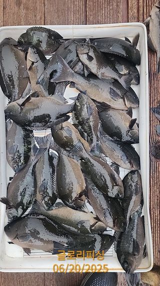 농촌이백억농원^^님의 자유주제 · 자유게시판 작성글 사진