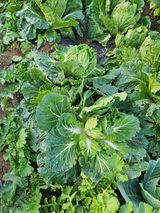 팜모닝 자유주제·자유게시판 게시글 이미지