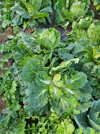 서만교님의 자유주제 · 자유게시판 작성글 사진