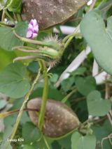 팜모닝 자유주제·자유게시판 게시글 이미지