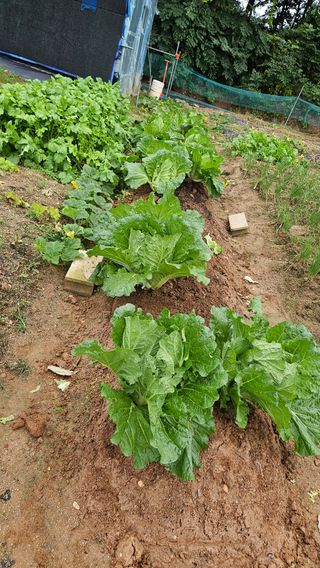 김홍환님의 배추 · 자연재해•동물피해 작성글 사진