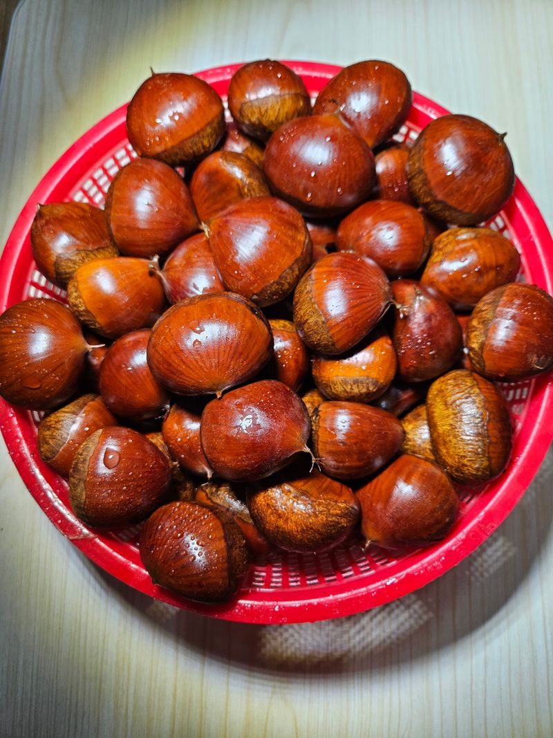 대봉매실 인생이막님의 장터 판매 상품 [ 햇 알밤 (대)4kg  (품절)] 첨부 사진