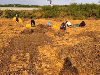 농촌이백억농원^^님의 자유주제 · 자유게시판 작성글 사진