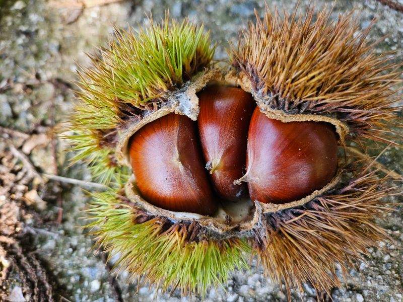 대봉매실 인생이막님의 장터 판매 상품 [ 햇 알밤 (대)4kg  (품절)] 첨부 사진