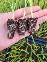 팜모닝 양파·자유게시판 게시글 이미지