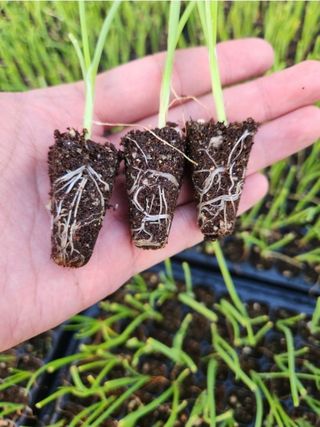 대산농사대장님의 양파 · 자유게시판 작성글 사진