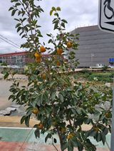 팜모닝 자유주제·자유게시판 게시글 이미지