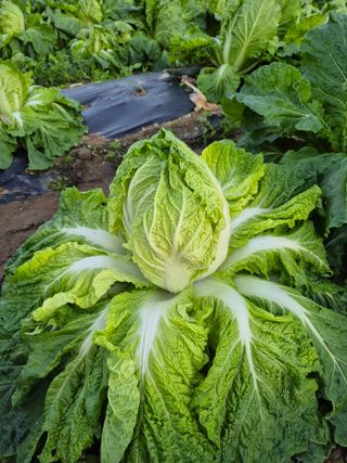마늘16716님의 자유주제 · 자유게시판 작성글 사진