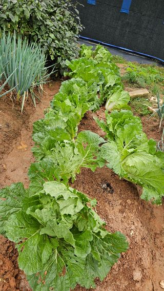 김홍환님의 배추 · 자연재해•동물피해 작성글 사진