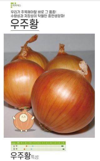 대산농사대장님의 양파 · 자유게시판 작성글 사진