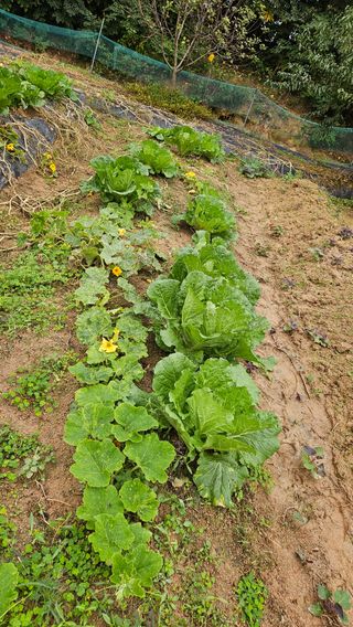 김홍환님의 배추 · 자연재해•동물피해 작성글 사진