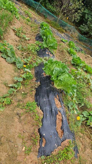 김홍환님의 배추 · 자연재해•동물피해 작성글 사진