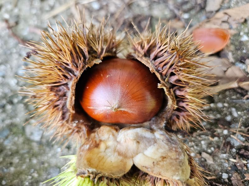 대봉매실 인생이막님의 장터 판매 상품 [ 햇 알밤 (대)4kg  (품절)] 첨부 사진