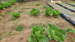 김홍환님의 배추 · 자연재해•동물피해 작성글 사진