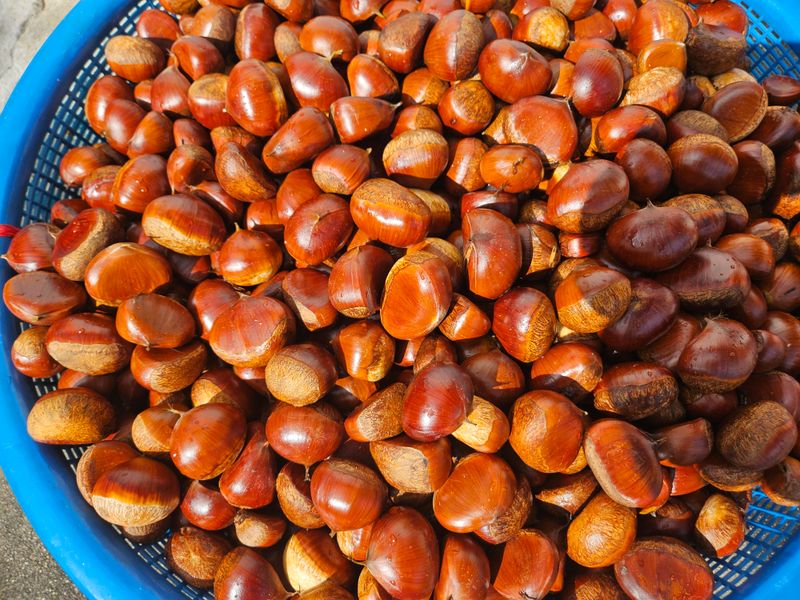 장터 상품 [ 햇 알밤 (대)4kg  (품절)] 썸네일