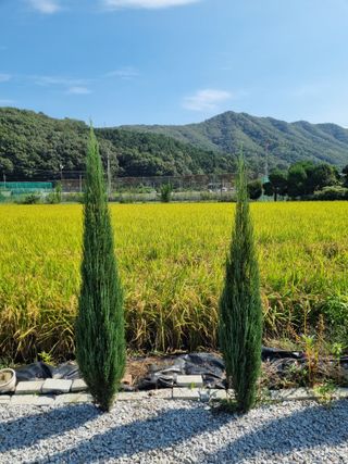 연산나무농장님의 자유주제 · 자유게시판 작성글 사진