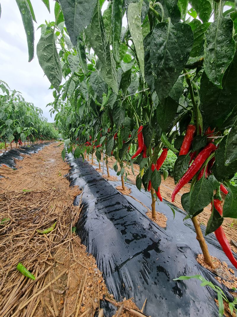 김동희님의 장터 판매 상품 [25년 고추가루(국내산)] 첨부 사진