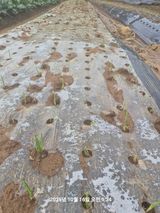 팜모닝 자유주제·자유게시판 게시글 이미지