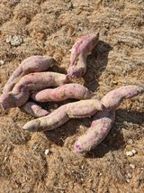 팜모닝 자유주제·자유게시판 게시글 이미지