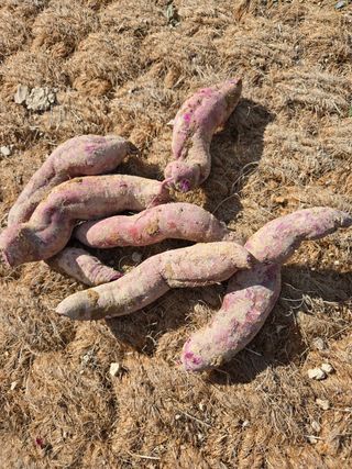 안수복님의 자유주제 · 자유게시판 작성글 사진