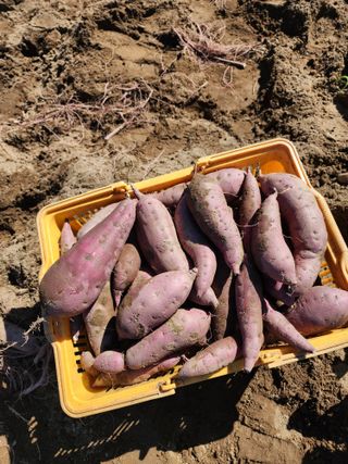 강촌지기님의 자유주제 · 자유게시판 작성글 사진