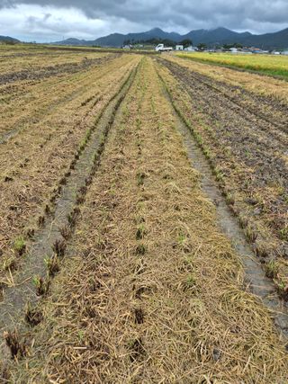 김영진(전남영광)님의 자유주제 · 자유게시판 작성글 사진