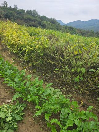 충남공주이도은님의 자유주제 · 자유게시판 작성글 사진
