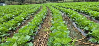 음두임님의 배추 · 일상 작성글 사진