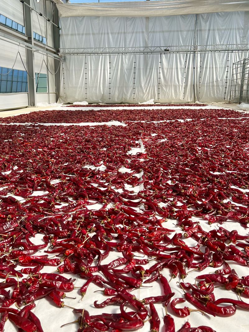 대풍기원님의 장터 판매 상품 [순한맛 고춧가루 ] 첨부 사진