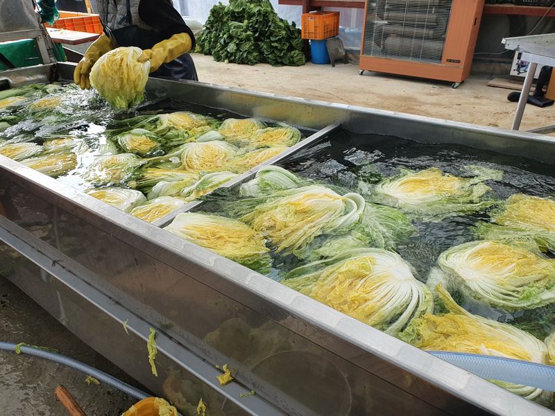 음두임님의 장터 판매 상품 [괴산초록농장 절임배추 예약판매] 첨부 사진