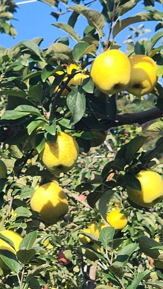 현등농원♡님의 작성글 사진