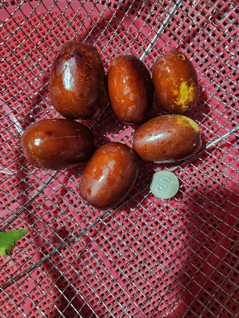 신정식 님의 장터 판매 상품 [건대추 특,별초(대) 1kg(28,000원)  상,중초(소)(18,000원)] 첨부 사진