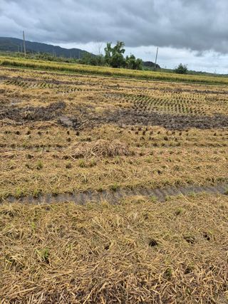 김영진(전남영광)님의 자유주제 · 자유게시판 작성글 사진