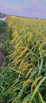 팜모닝 · 게시글 이미지