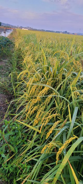 살구15128님의 작성글 사진