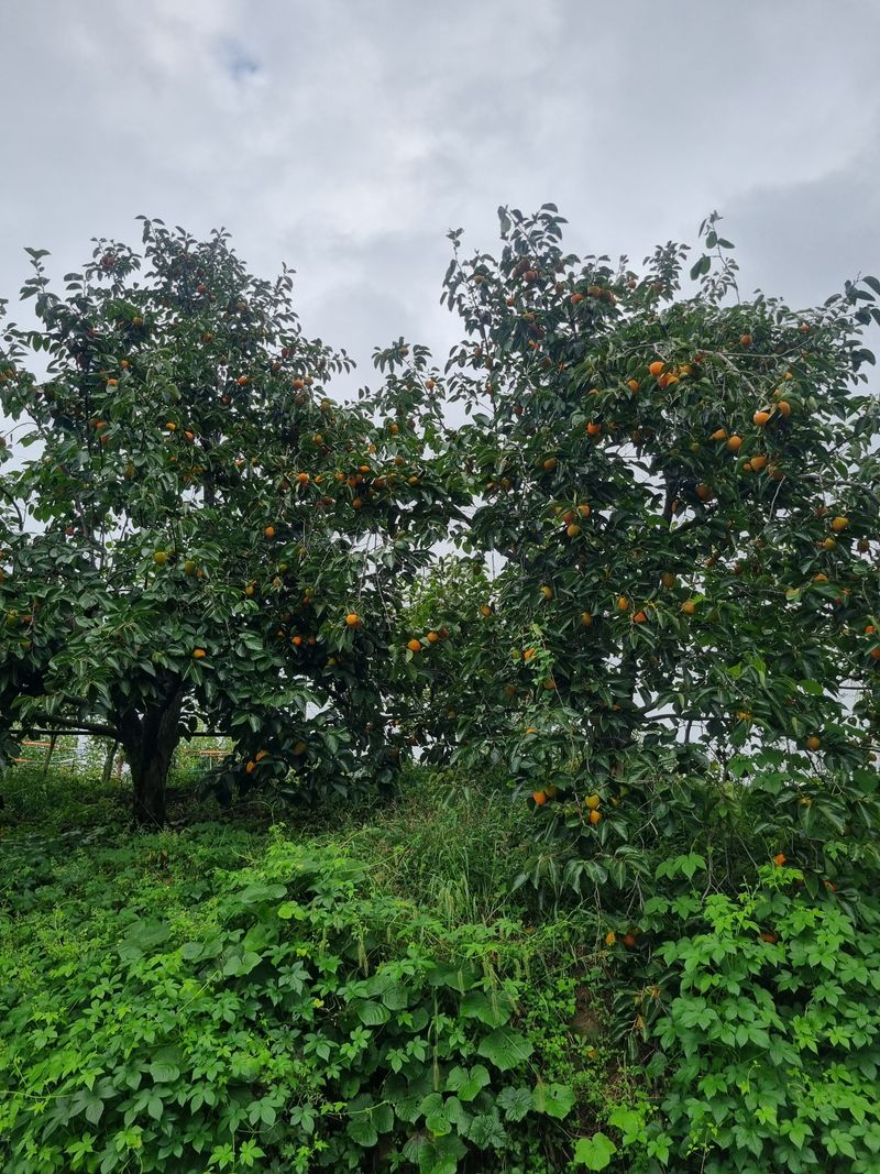 배15412님의 장터 판매 상품 [대봉감10Kg] 첨부 사진