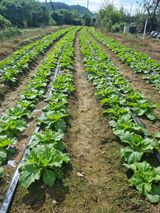 팜모닝 자유주제·자유게시판 게시글 이미지