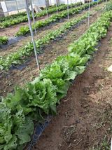 팜모닝 · 게시글 이미지