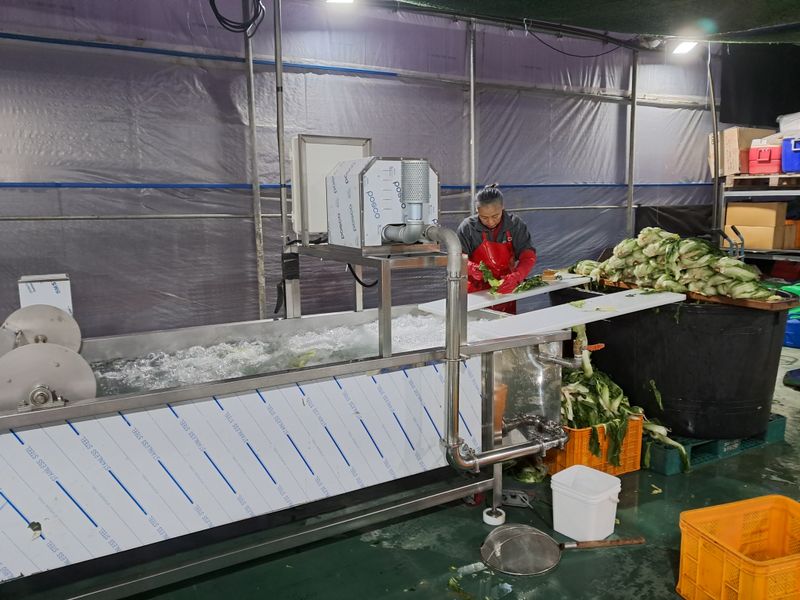 음두임님의 장터 판매 상품 [미니절임배추] 첨부 사진