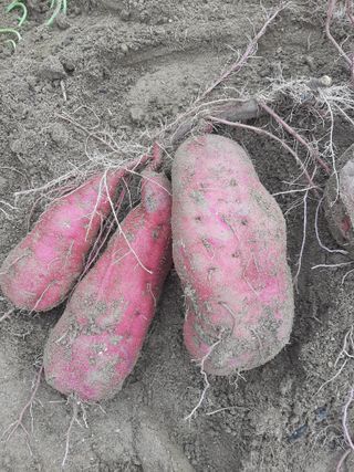 탕정농민님의 자유주제 · 자유게시판 작성글 사진