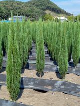 팜모닝 자유주제·자유게시판 게시글 이미지