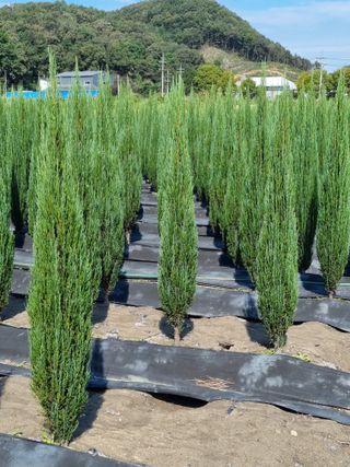 연산나무농장님의 자유주제 · 자유게시판 작성글 사진