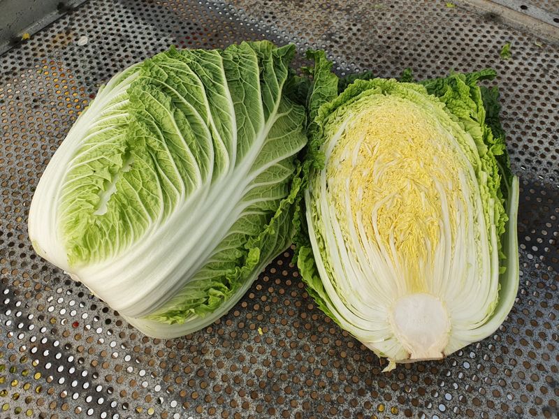 음두임님의 장터 판매 상품 [괴산초록농장 절임배추 예약판매] 첨부 사진