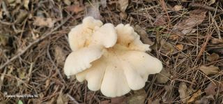 나산 블루베리농원님의 자유주제 · 자유게시판 작성글 사진